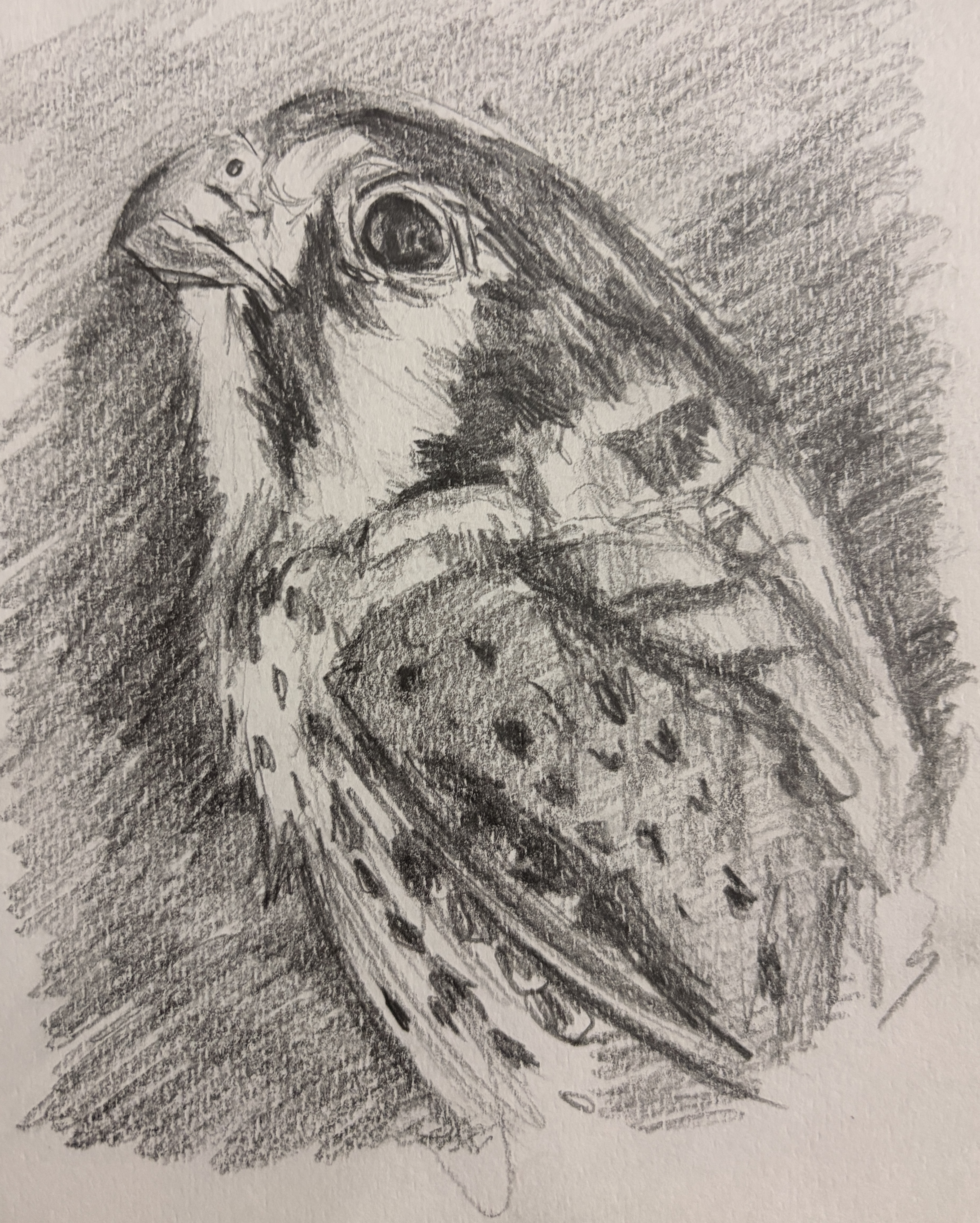 Bird Study